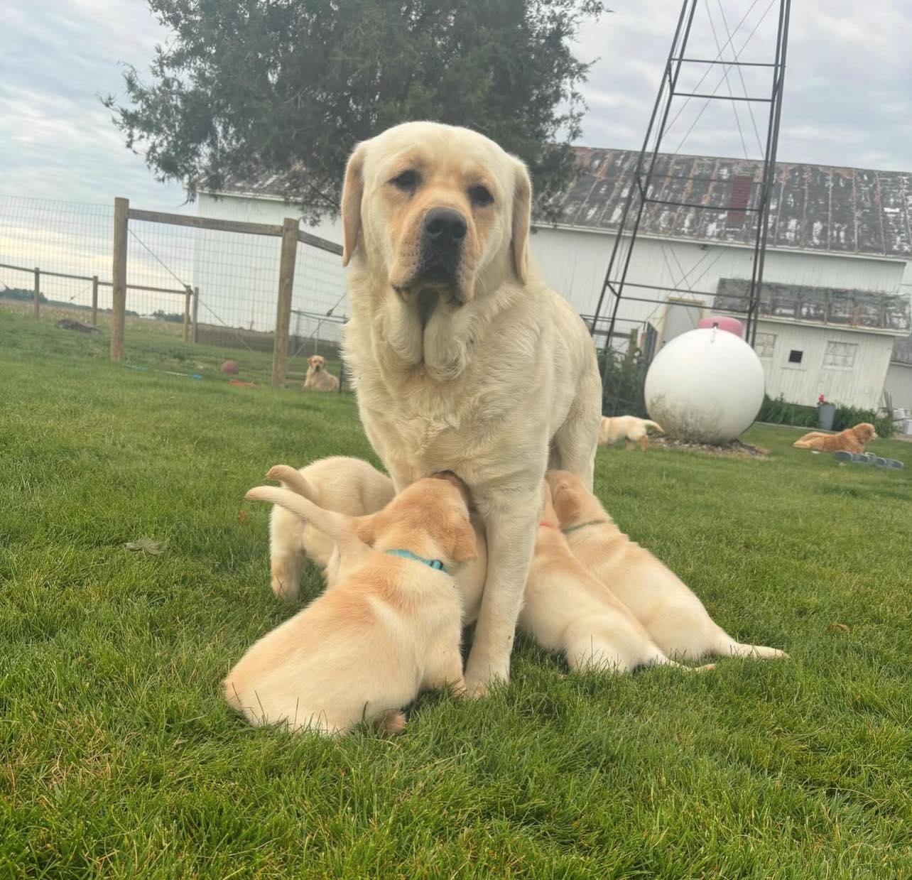 Happy Labrador Puppy