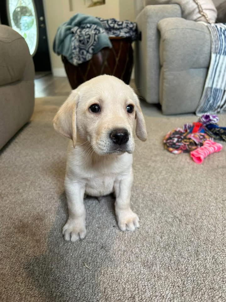 Puppy Seven