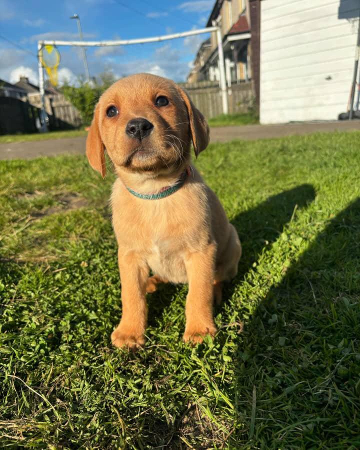 Puppy Six