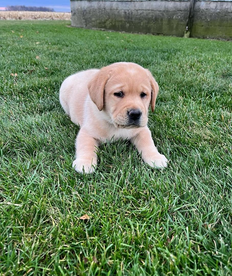 Puppy One