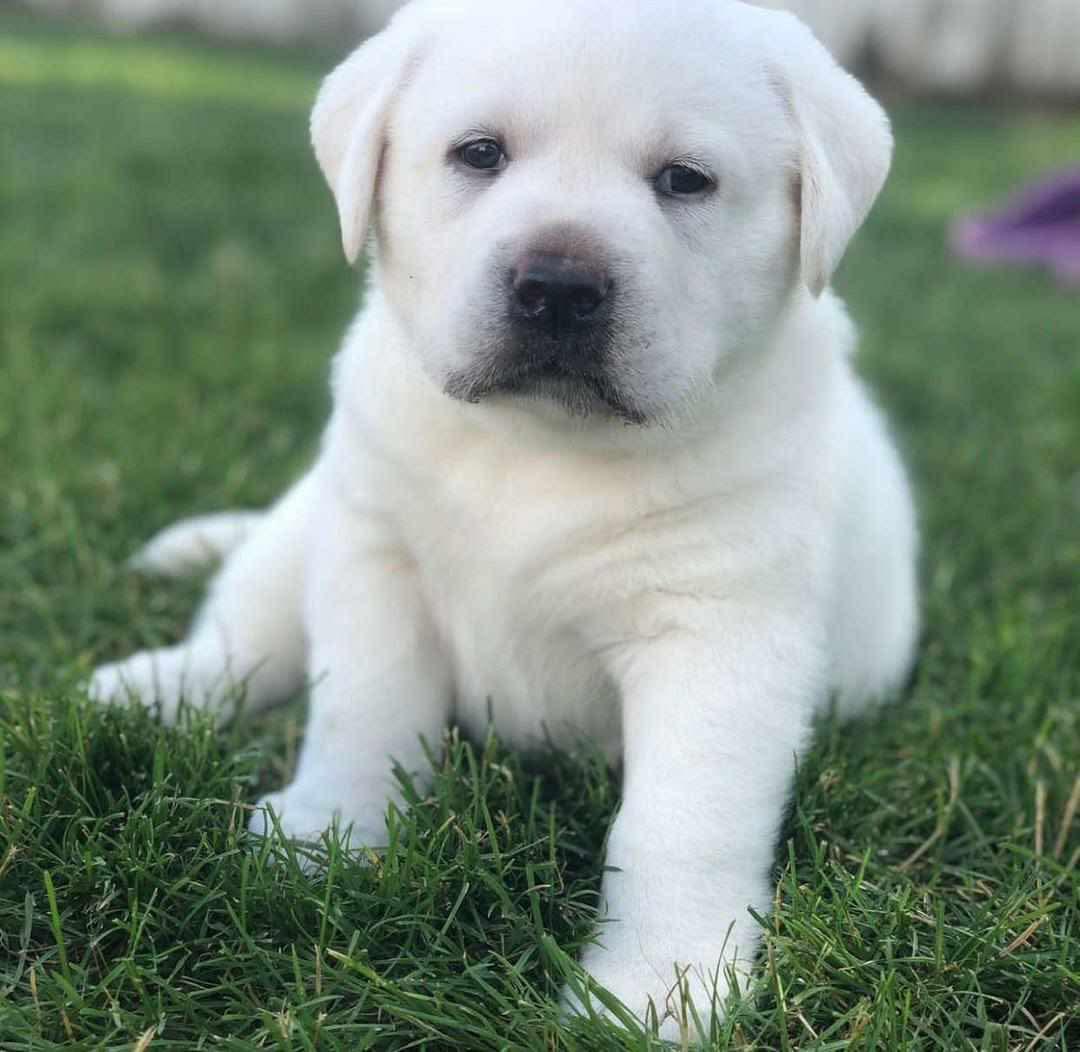 Puppy Two