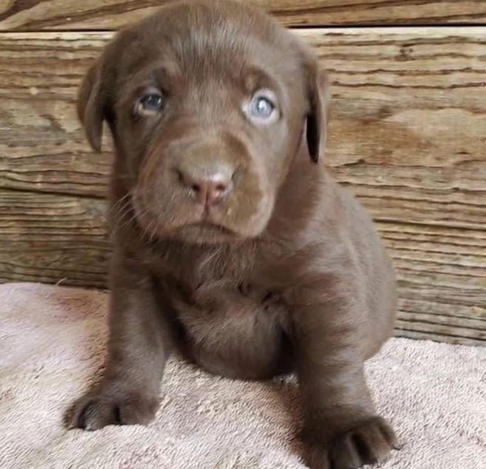 Puppy Three