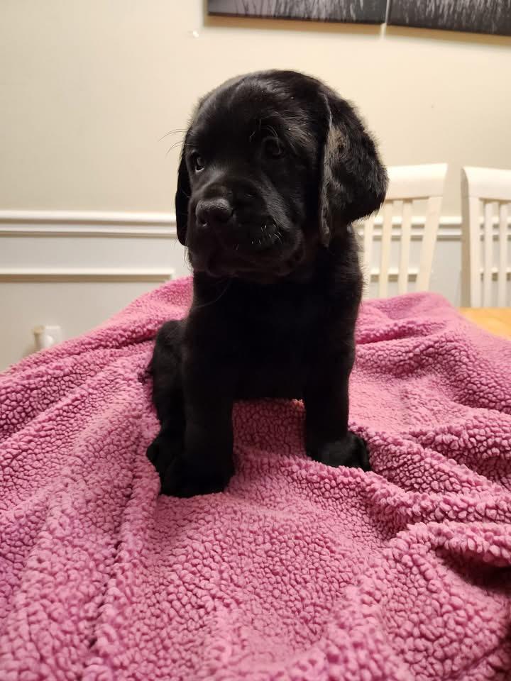 Puppy Four