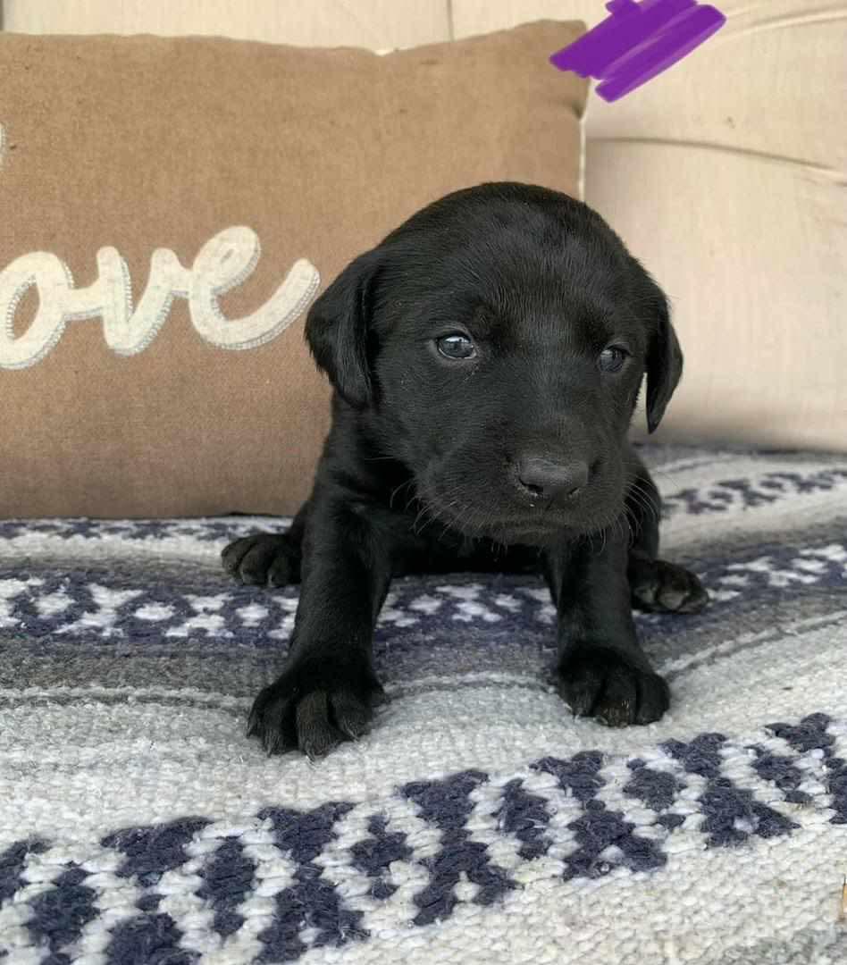 Puppy Five