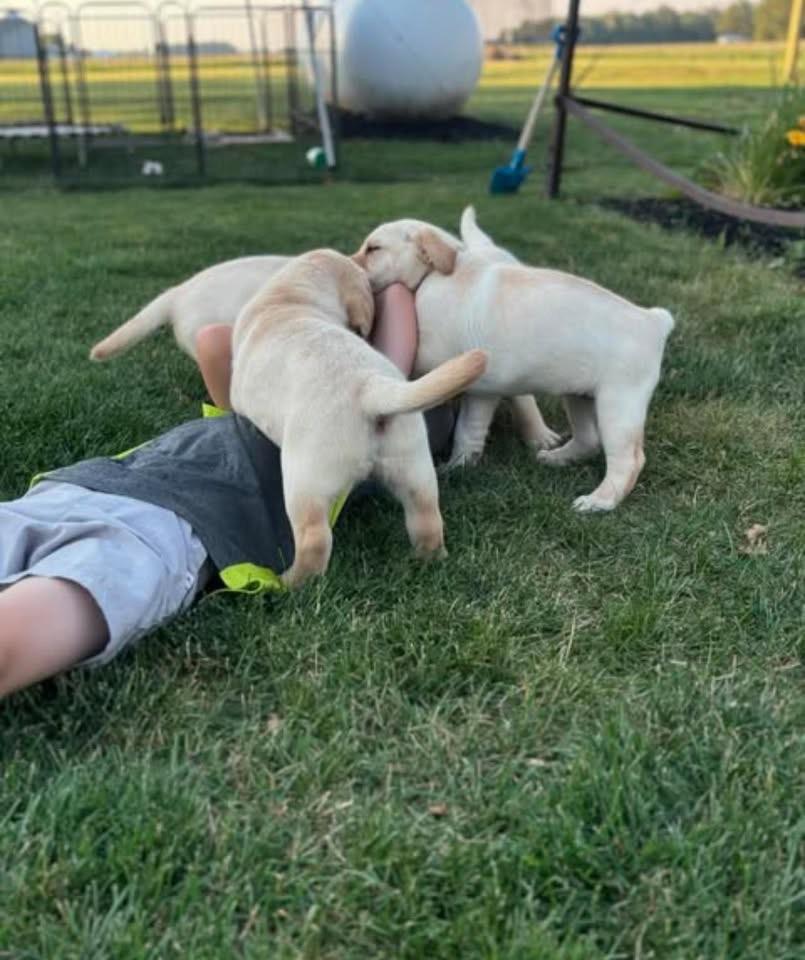 Cute Labrador Retriever puppy