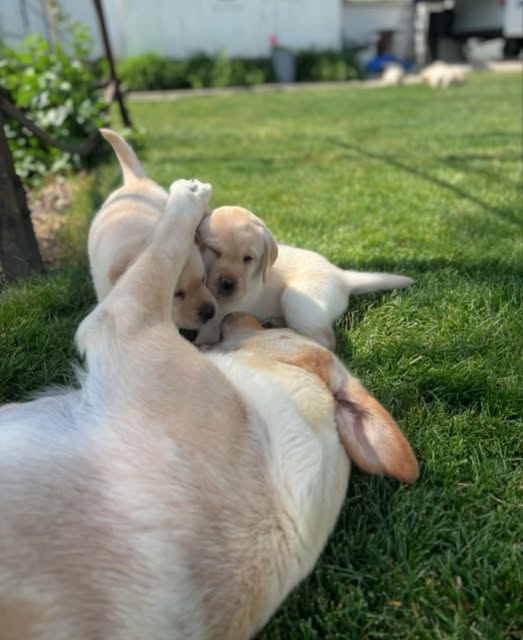 Labrador Retriever on a walk